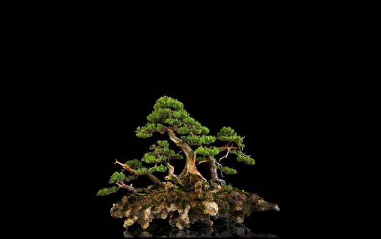 дерево, отражение, фон, черный, мини, бонсай, tree, reflection, background, black, mini, bonsai