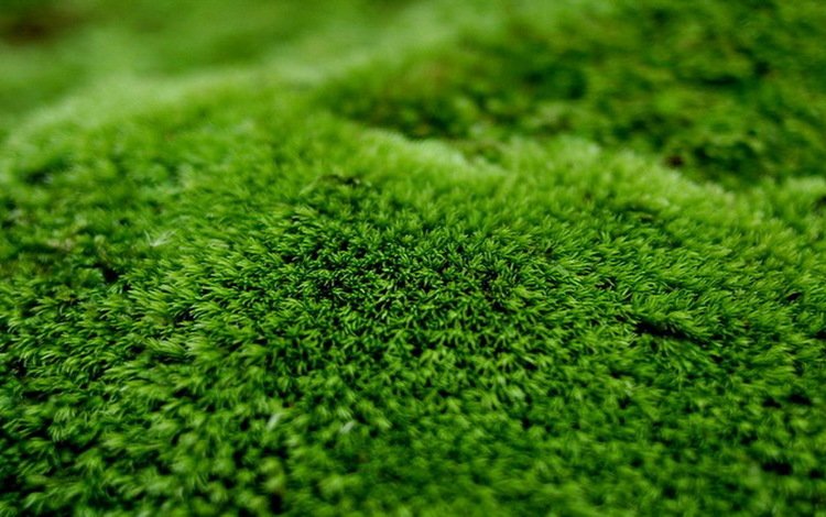 зелёный, мох, растение, крупным планом, green, moss, plant, closeup