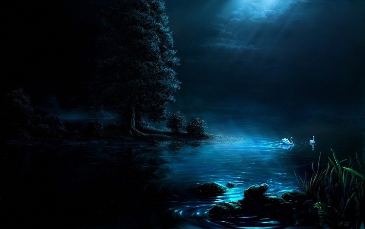 ночь, озеро, лебедь, night, lake, swan