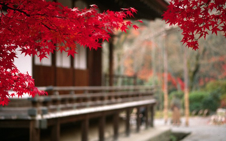 дерево, листья, пейзаж, осень, япония, ветвь, tree, leaves, landscape, autumn, japan, branch