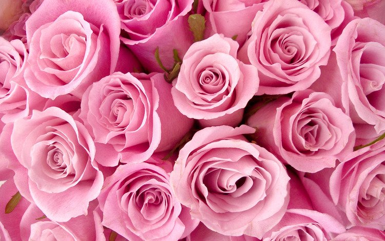 цветы, розы, букет, розовый, cvety, rozy, buket, flowers, roses, bouquet, pink