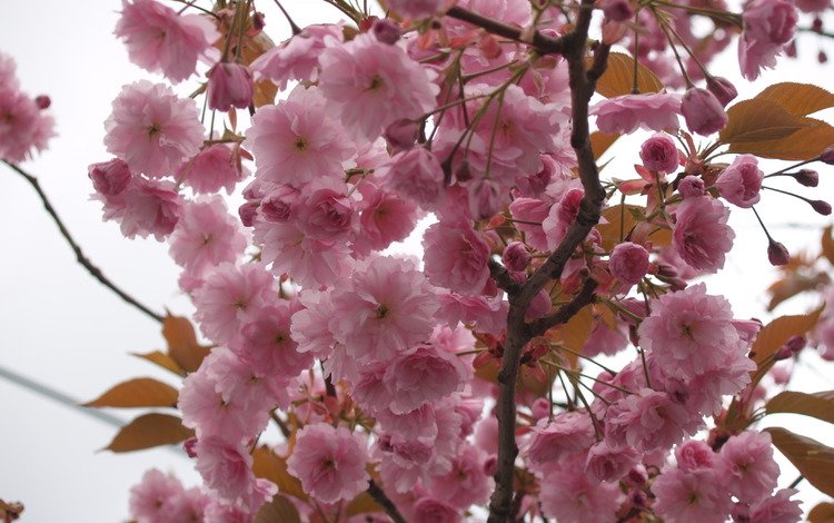небо, сакура, цветы, нежность, дерево, макро, ветви, лепестки, весна, розовые, the sky, sakura, flowers, tenderness, tree, macro, branch, petals, spring, pink