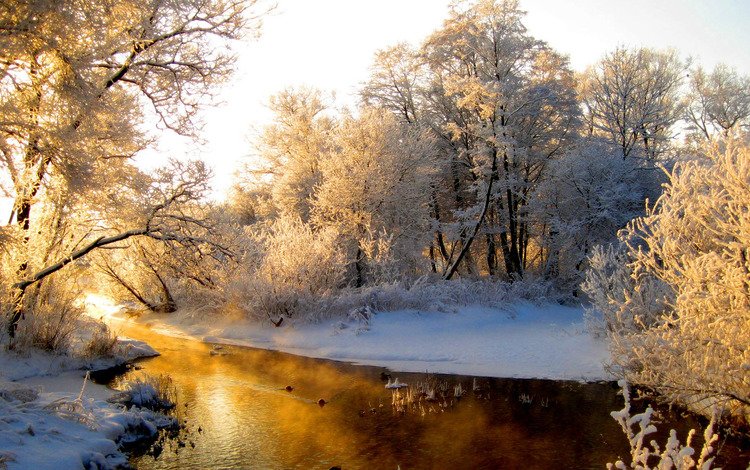 деревья, солнце, снег, лес, зима, речка, в инее, trees, the sun, snow, forest, winter, river, in frost