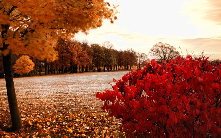 деревья, природа, пейзаж, парк, осень, storm warning, осенние листья, trees, nature, landscape, park, autumn, autumn leaves