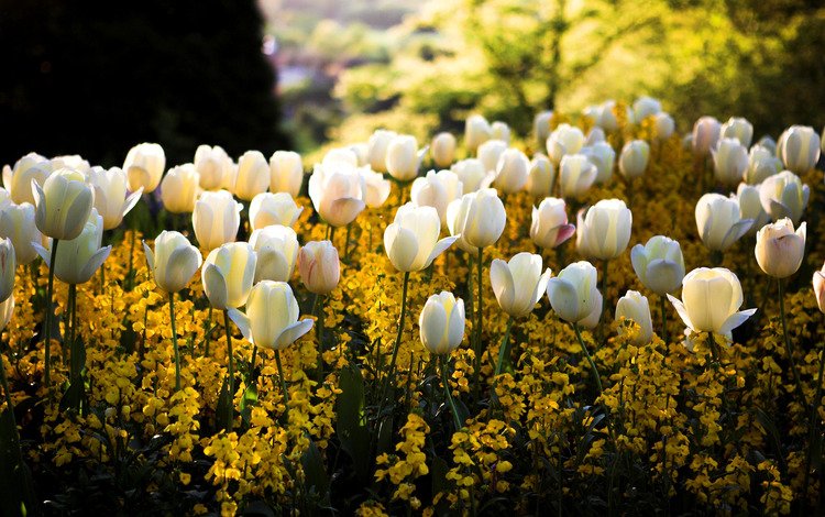 свет, тюльпаны, цветы, белые, солнце, желтые, сквер, цвета, клумба, парк, блики, размытость, весна, light, tulips, flowers, white, yellow, the sun, square, color, flowerbed, park, glare, blur, spring