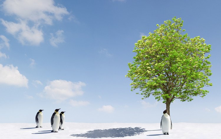 деревья, снег, дерево, фото, животные, лёд, пингвины, trees, snow, tree, photo, animals, ice, penguins