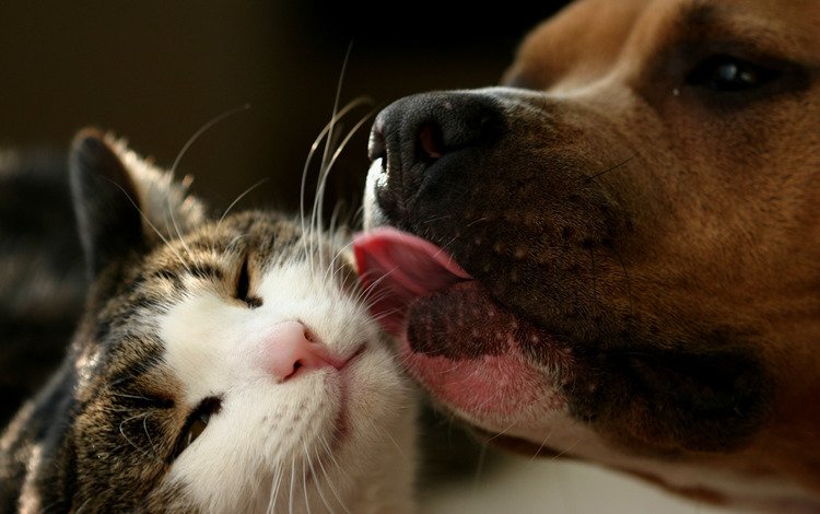 животные, кошка, собака, язык, дружба, поцелуй, любвь, animals, cat, dog, language, friendship, kiss, love