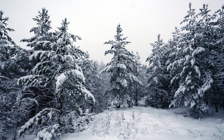 деревья, снег, лес, зима, trees, snow, forest, winter
