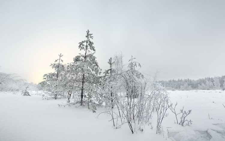 снег, елка, зима, пейзаж, snow, tree, winter, landscape