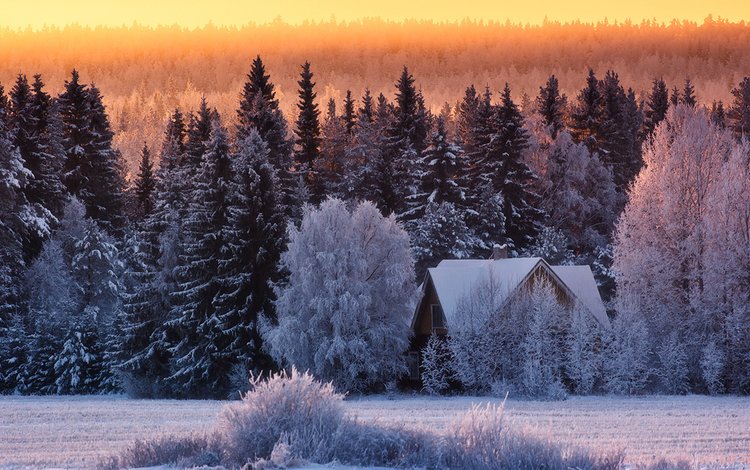 природа, лес, зима, дом, nature, forest, winter, house