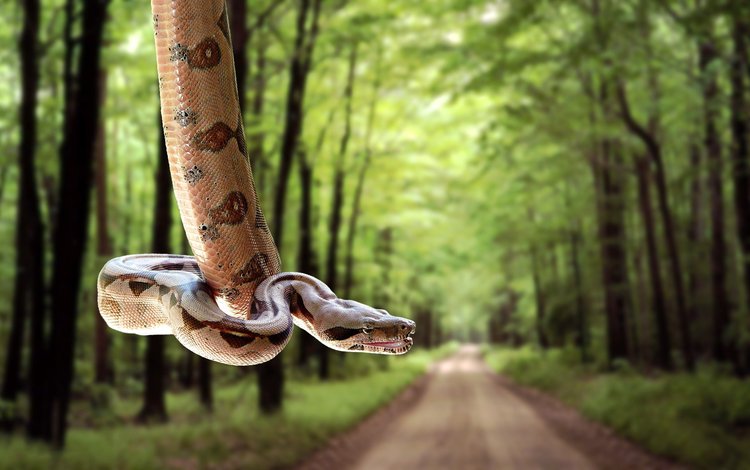дорога, лес, змея, road, forest, snake