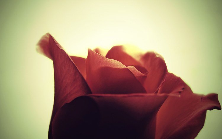 цветок, роза, лепестки, flower, rose, petals
