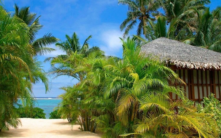 пейзаж, пляж, пальмы, landscape, beach, palm trees