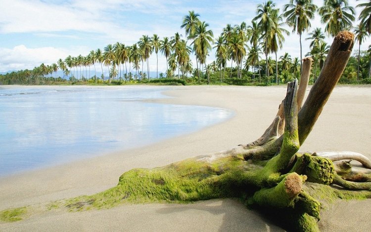 море, песок, пляж, пальмы, тина, sea, sand, beach, palm trees, tina