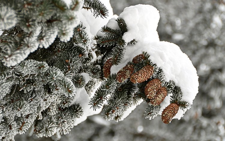 ветка, снег, дерево, зима, иней, ель, шишки, branch, snow, tree, winter, frost, spruce, bumps