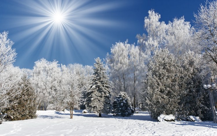 небо, деревья, снег, лес, зима, пейзаж, солнечные лучи, the sky, trees, snow, forest, winter, landscape, the sun's rays