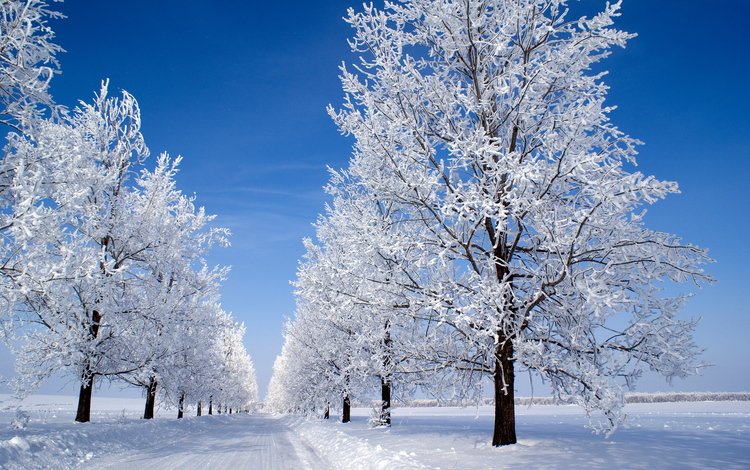 небо, дорога, деревья, снег, зима, иней, the sky, road, trees, snow, winter, frost