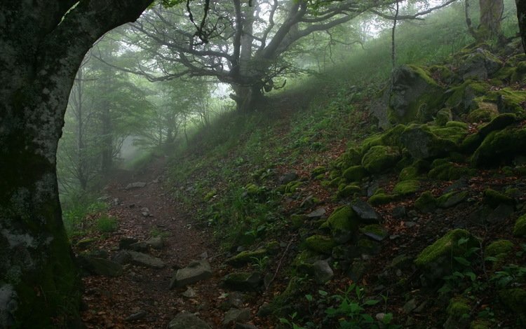 деревья, лес, туман, тропинка, trees, forest, fog, path