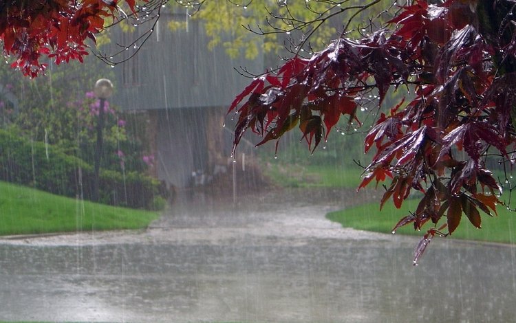 дорога, деревья, листья, парк, капли, листва, дождь, road, trees, leaves, park, drops, foliage, rain