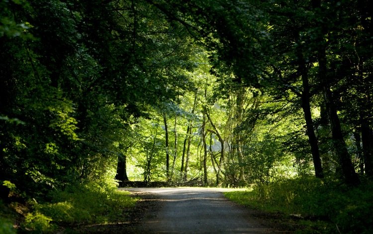 дорога, деревья, зелень, лес, лето, best wallpapers, road, trees, greens, forest, summer