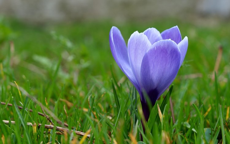 трава, макро, синий, цветок, весна, первоцвет, крокус, grass, macro, blue, flower, spring, primrose, krokus