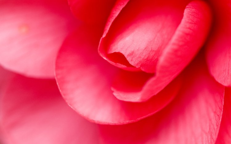 цветок, роза, лепестки, крупным планом, flower, rose, petals, closeup