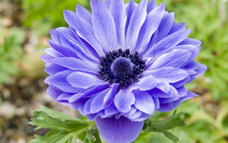синий, цветок, лепестки, анемона, blue, flower, petals, anemone