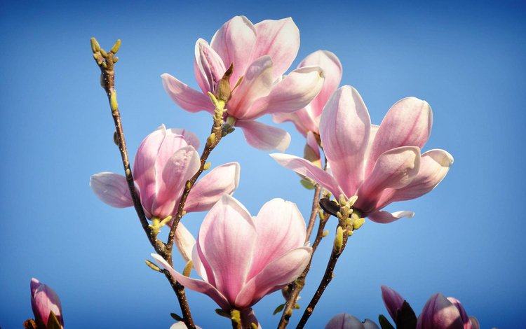 цветы, цветение, весна, магнолия, flowers, flowering, spring, magnolia