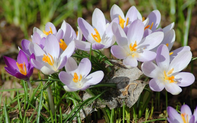 цветы, лепестки, весна, белые, фиолетовые, крокусы, flowers, petals, spring, white, purple, crocuses