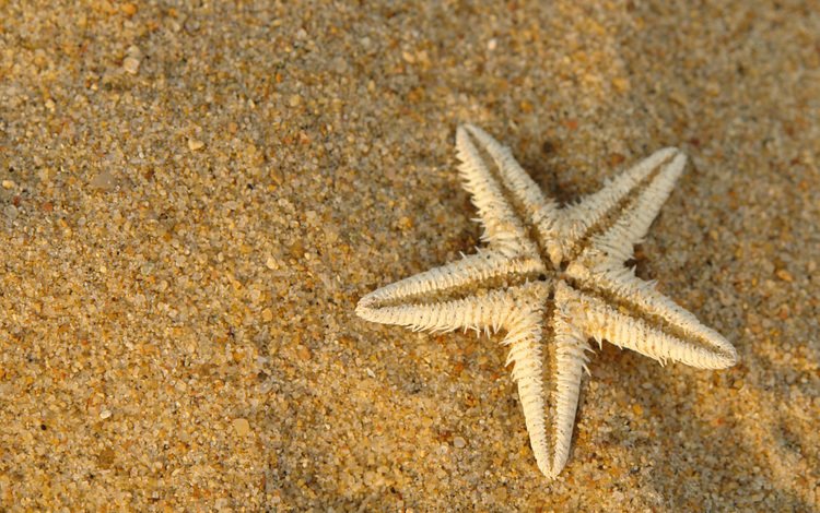 макро, песок, сухая, морская звезда, подводный мир, macro, sand, dry, starfish, underwater world