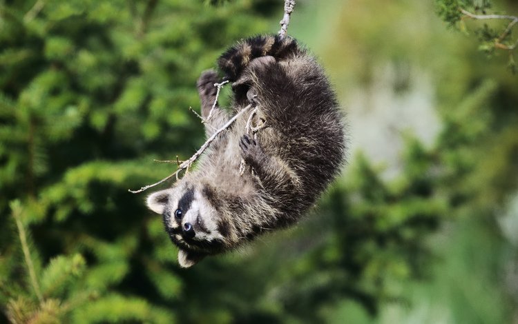 ветка, взгляд, качели, енот, енот-полоскун, branch, look, swing, raccoon