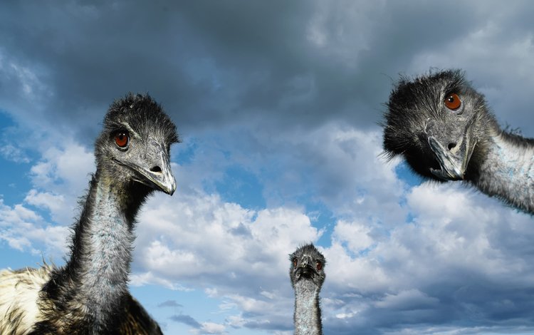 небо, облака, птицы, страусы, страус, the sky, clouds, birds, ostriches, ostrich