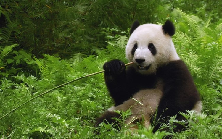 панда, бамбуковый медведь, большая панда, panda, bamboo bear, the giant panda