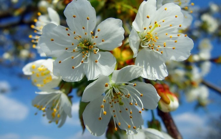 цветение, весна, вишня, белые, flowering, spring, cherry, white