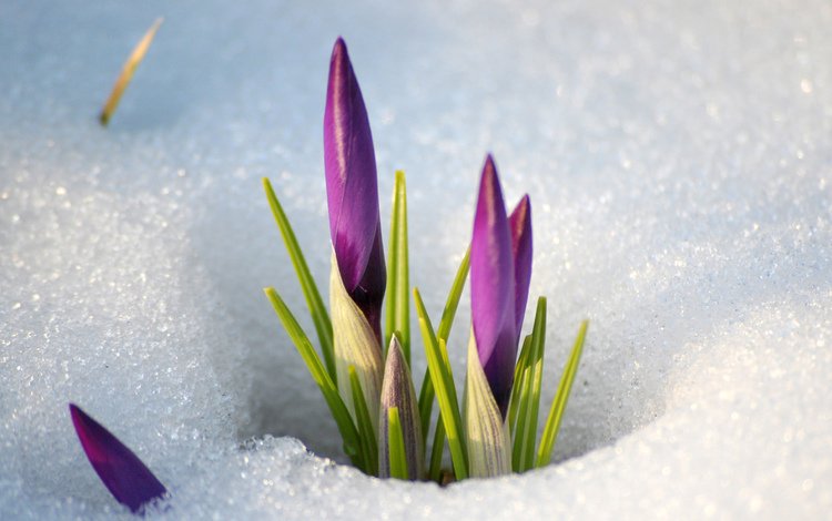 цветы, снег, весна, стебель, подснежники, крокусы, flowers, snow, spring, stem, snowdrops, crocuses
