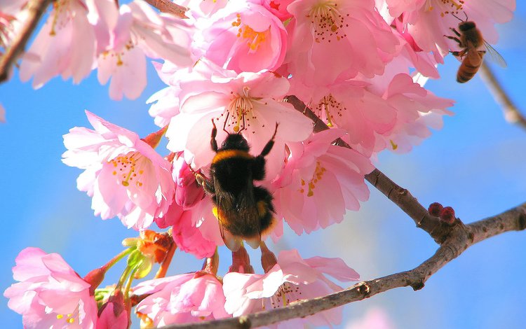 цветение, весна, яблоня, шмель, flowering, spring, apple, bumblebee