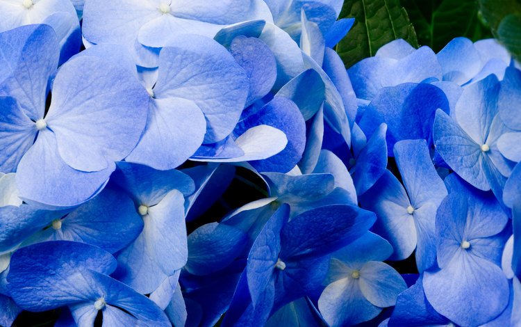 цветы, лепестки, голубые, best wallpapers, гортензия, крупным планом, flowers, petals, blue, hydrangea, closeup