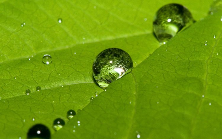зелёный, роса, капли, капля, лист, прожилки, зеленый лист, green, rosa, drops, drop, sheet, veins, green leaf