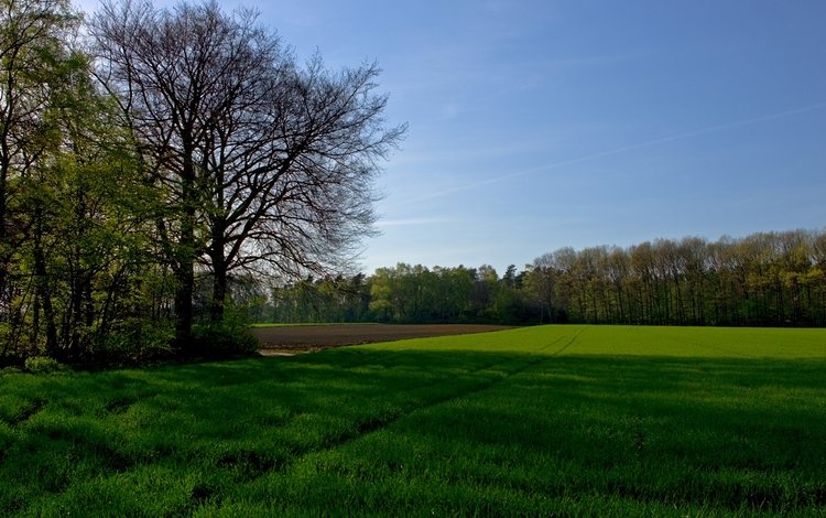 небо, трава, деревья, поле, the sky, grass, trees, field