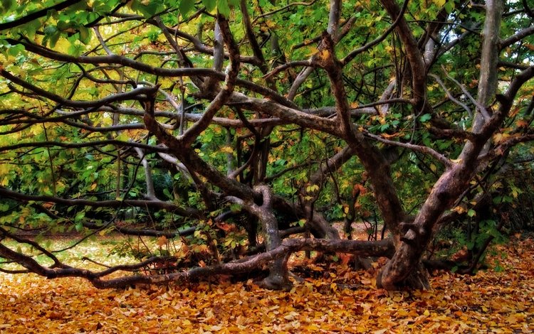 деревья, природа, дерево, листья, пейзаж, осень, trees, nature, tree, leaves, landscape, autumn