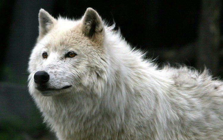 шерсть, белый, хищник, волк, арктический волк, wool, white, predator, wolf, arctic wolf