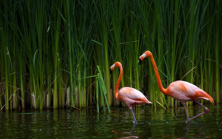 озеро, фламинго, птицы, калифорния, тростник, sacramento zoo, lake, flamingo, birds, ca, cane