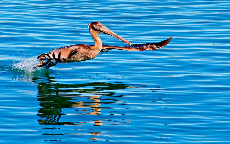 вода, отражение, полет, птица, пеликан, water, reflection, flight, bird, pelican