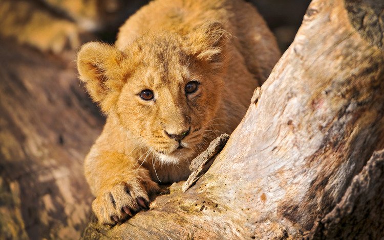 взгляд, лев, львёнок, детеныш, look, leo, lion, cub