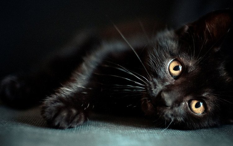 кот, усы, лапы, кошка, взгляд, черный, животное, cat, mustache, paws, look, black, animal