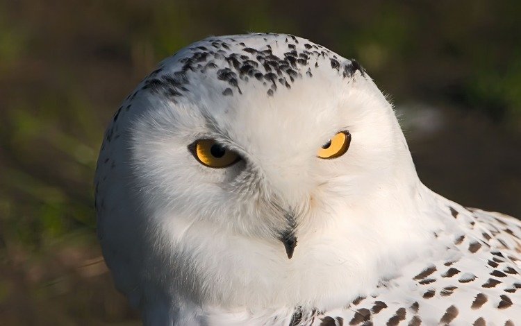 сова, взгляд, хищник, птица, полярная сова, белая сова, owl, look, predator, bird, snowy owl, white owl