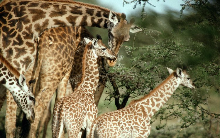 природа, пятна, жираф, жирафы, шея, nature, spot, giraffe, giraffes, neck