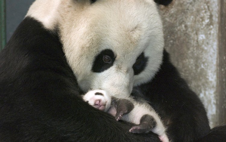 панда, забота, детеныш, бамбуковый медведь, большая панда, panda, care, cub, bamboo bear, the giant panda