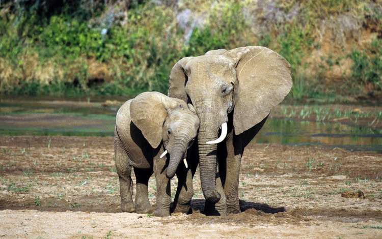 уши, слоны, хобот, слоненок, бивни, ears, elephants, trunk, elephant, tusks