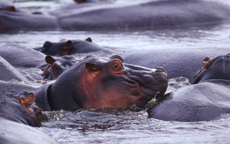 животные, дикая природа, бегемот, в воде, бегемоты, гиппопотам, animals, wildlife, hippo, in the water, hippos